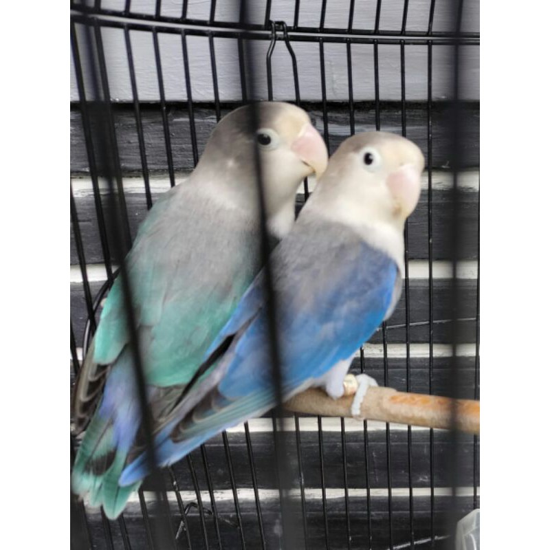 burung lovebird euwing vio x euwing blue