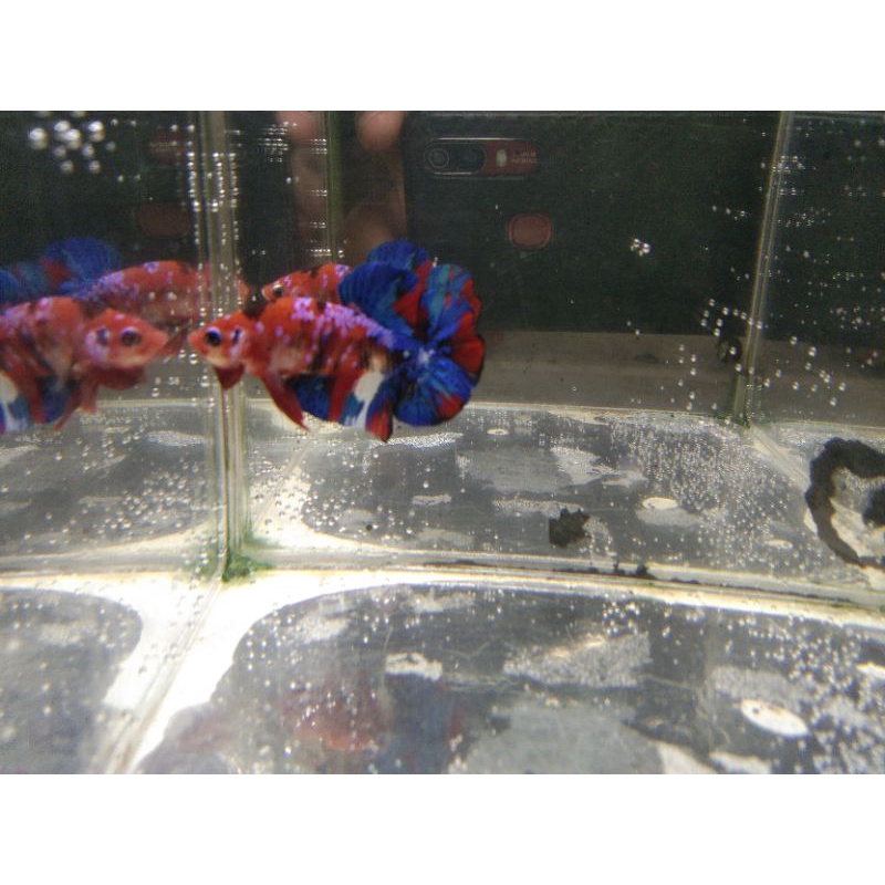 hmpk super red black samurai multi fccp serba 10rb