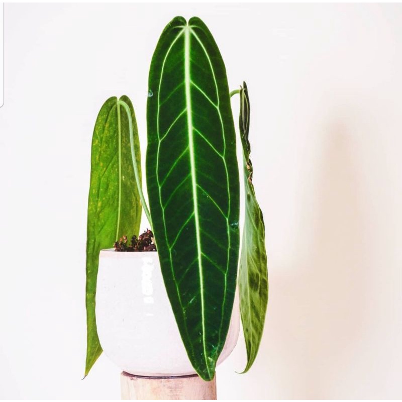 ANTHURIUM WAROCQUEANUM / LIDAH GAJAH