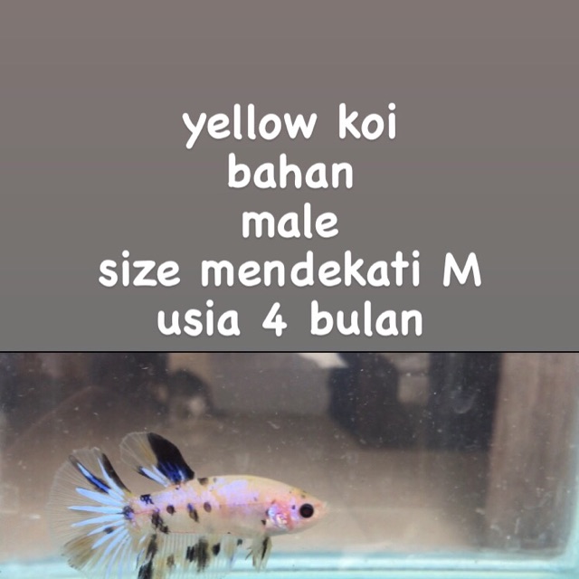 

Betta fish Halfmoon Yellow koi