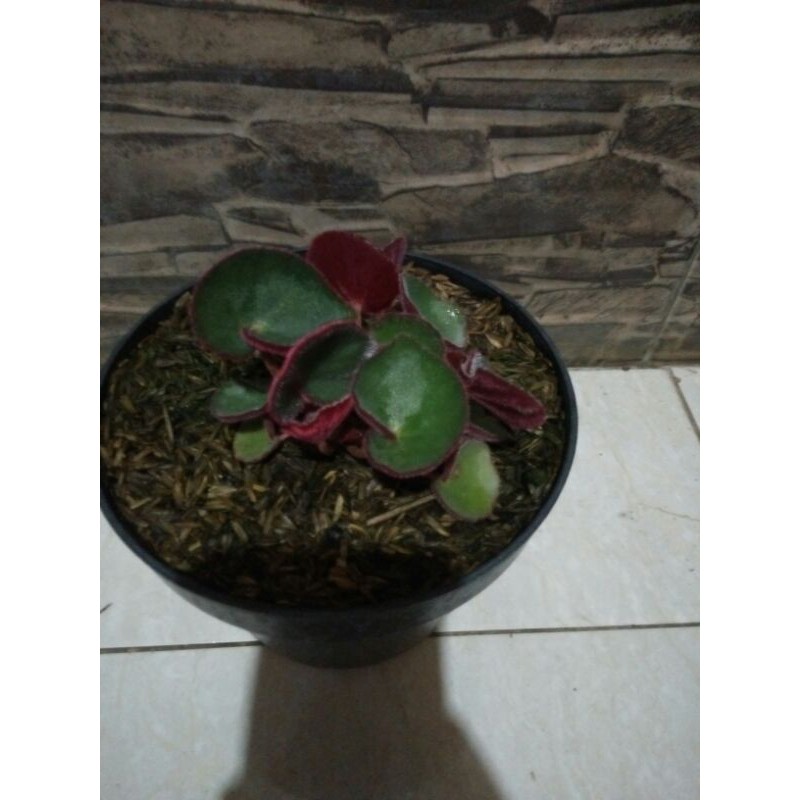 tanaman hias begonia mangkok rimbun