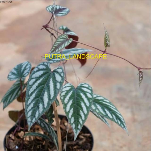 Tanaman sirih keraton-tanaman daun sirih-sirih keraton-tanaman herbal sirih