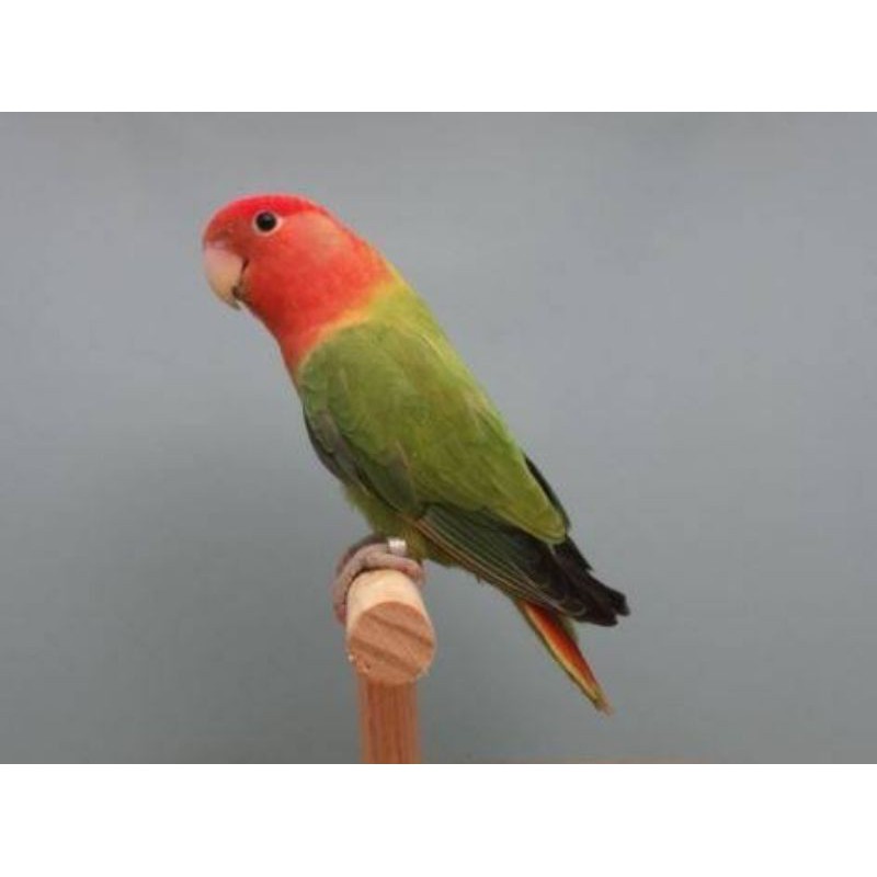 lovebird non klep dewasa opaline dan warna cerah