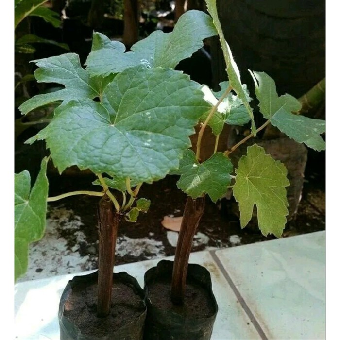 Bibit tanaman buah anggur hitam tanpa biji /seedless