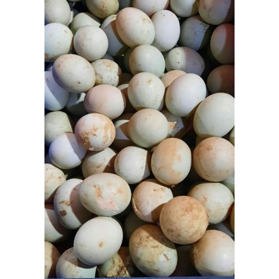 

Telor bebek mentah/1biji