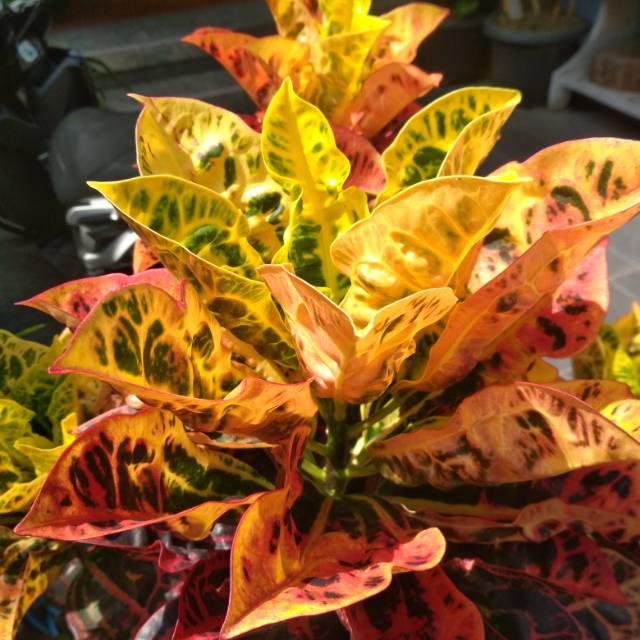 Puring kura kura (tanaman hidup)