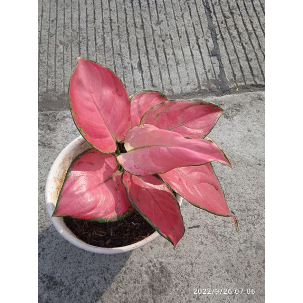 Tanaman Hias Aglonema Pink Catrina Dewasa