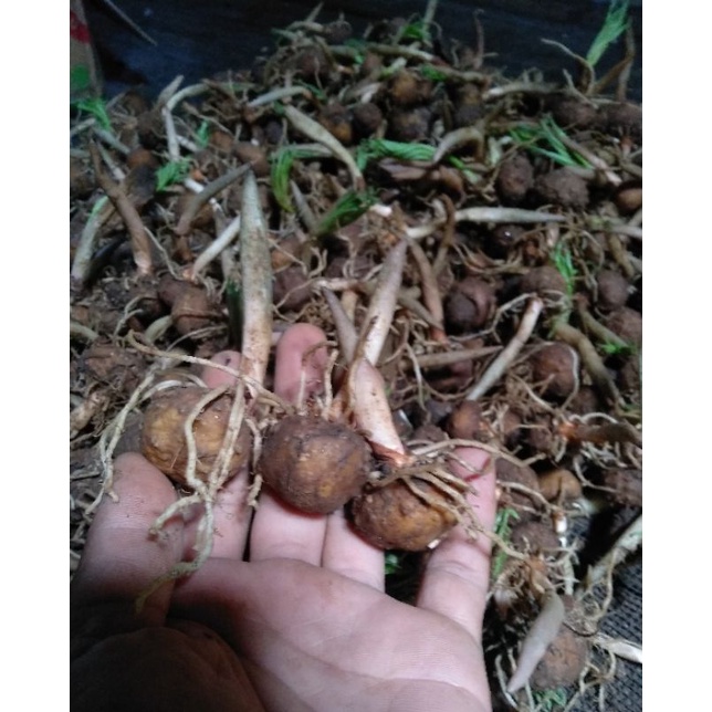 Bibit umbi porang unggulan. 10- 50 bibit per kg