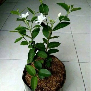 Jual Tanaman Bunga Melati Jasmine Pohon Melati Jasmin Shopee Indonesia