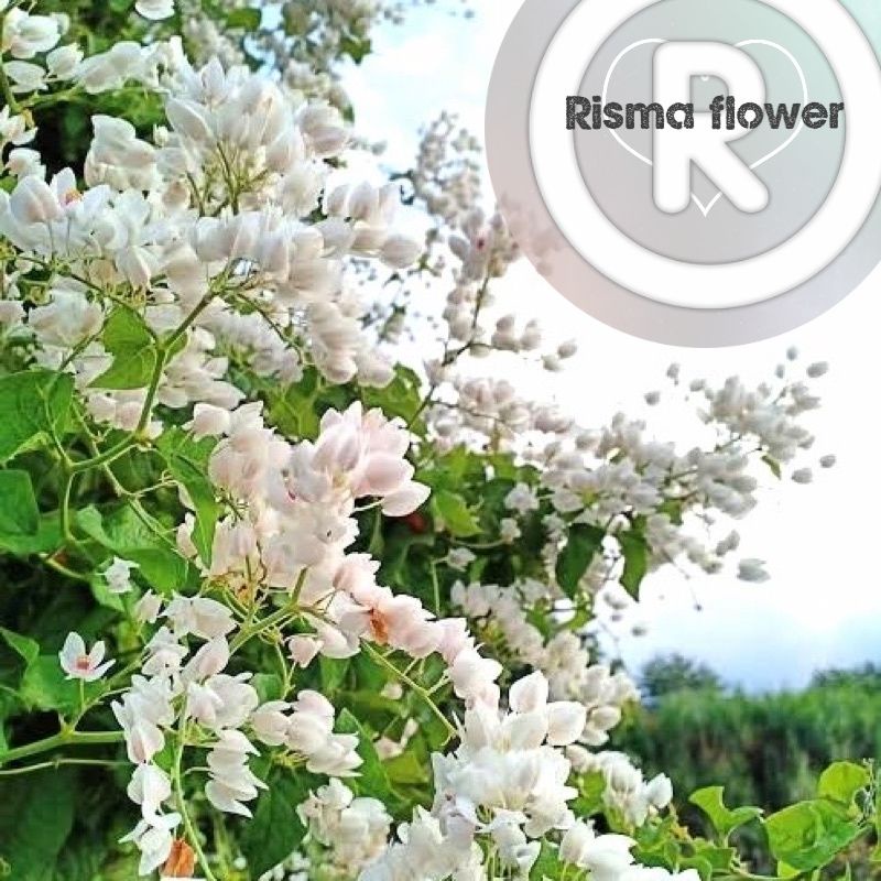 Tanaman hias pohon bunga air mata pengantin putih / bunga putih air mata pengantin hias hidup