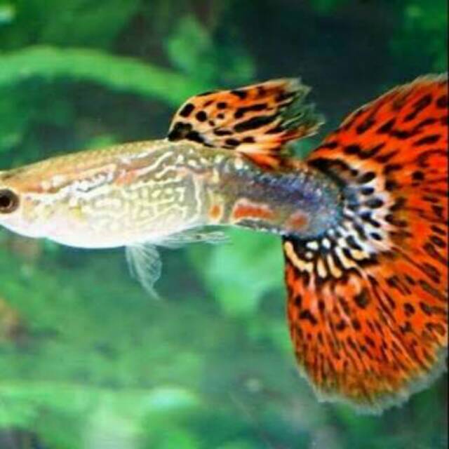 Ikan guppy cobra pasangan