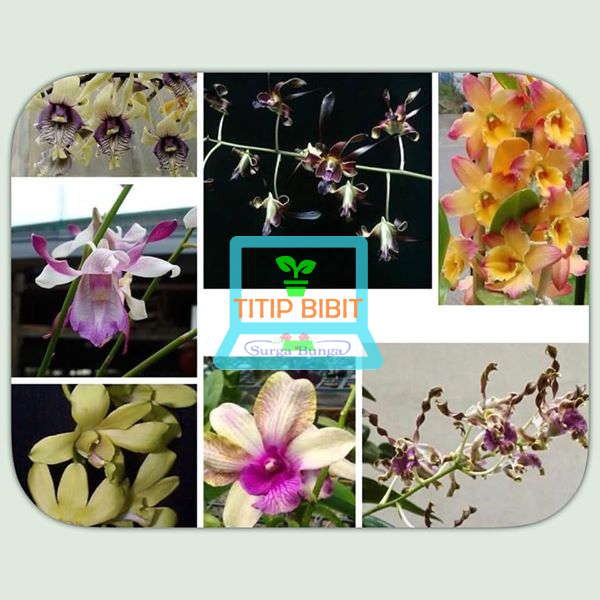 Anggrek Dendro seedling banyak warna Dendrobium