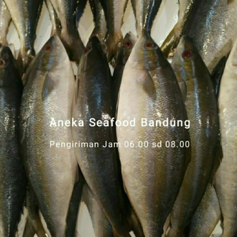 Ikan Salmon Lokal Segar 1kg Isi 1-3ekor