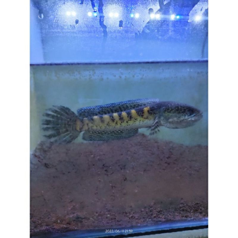 channa auranti grade A murah bagus dijamin galak