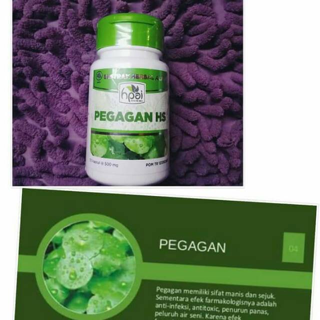 Pegagan Hni hpai