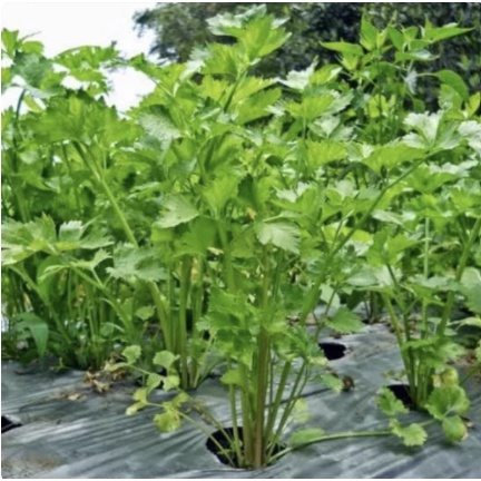 tanaman seledri sayur // tanaman seledri