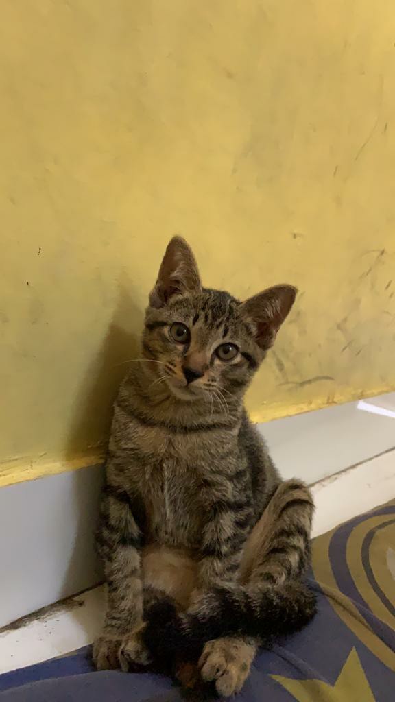 Daliyu Rok Prisket Batik Wanita Pendek Span Pekalongan