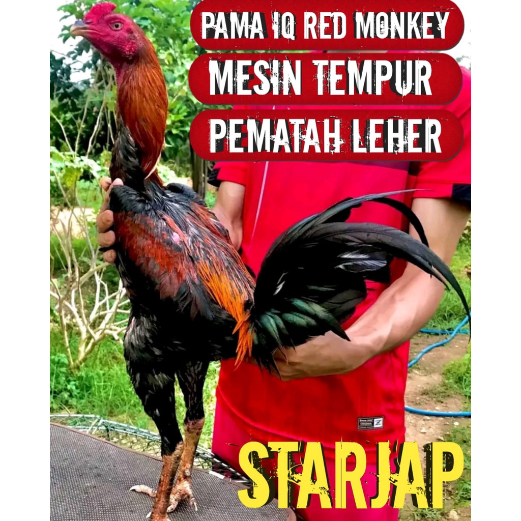 telur ayam bangkok impor thailand pama IQ SNIPER JALU red monkey pematah leher perbutir