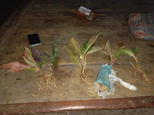 Tanaman Bunga Maranta Ekor Merak