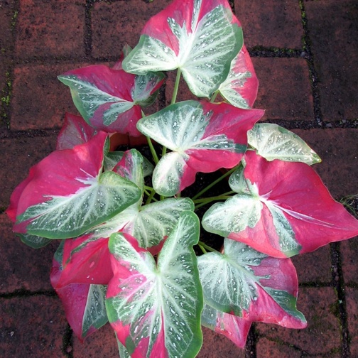 Caladium SHYCOOL Tanaman Hias Keladi Shycool Cat Tumpah bibit 1-3 daun BUKAN bonggol