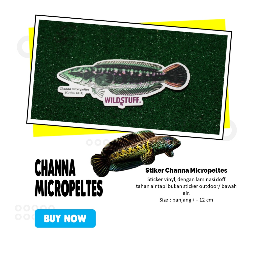 

Sticker Channa Micropeltes Gabus Toman