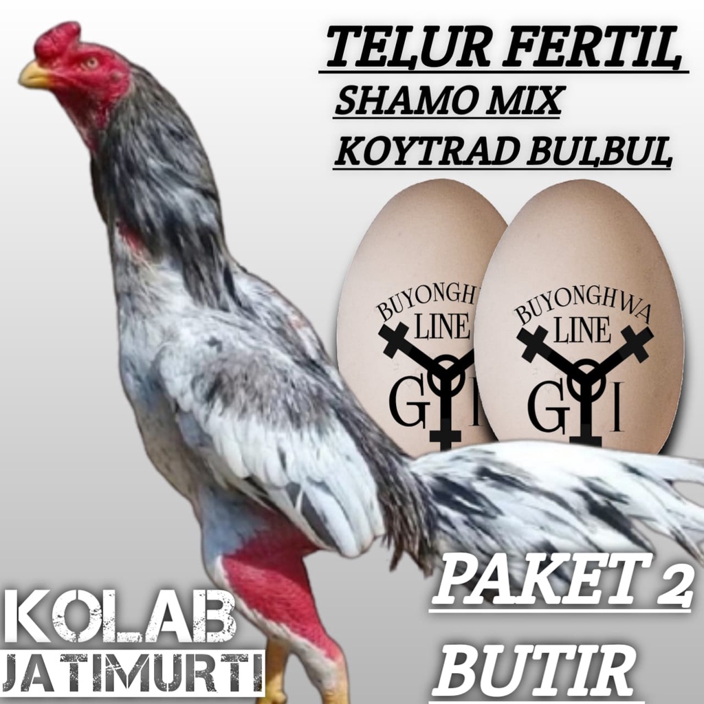 telur ayam shamo mix koytrad bulbul fertil