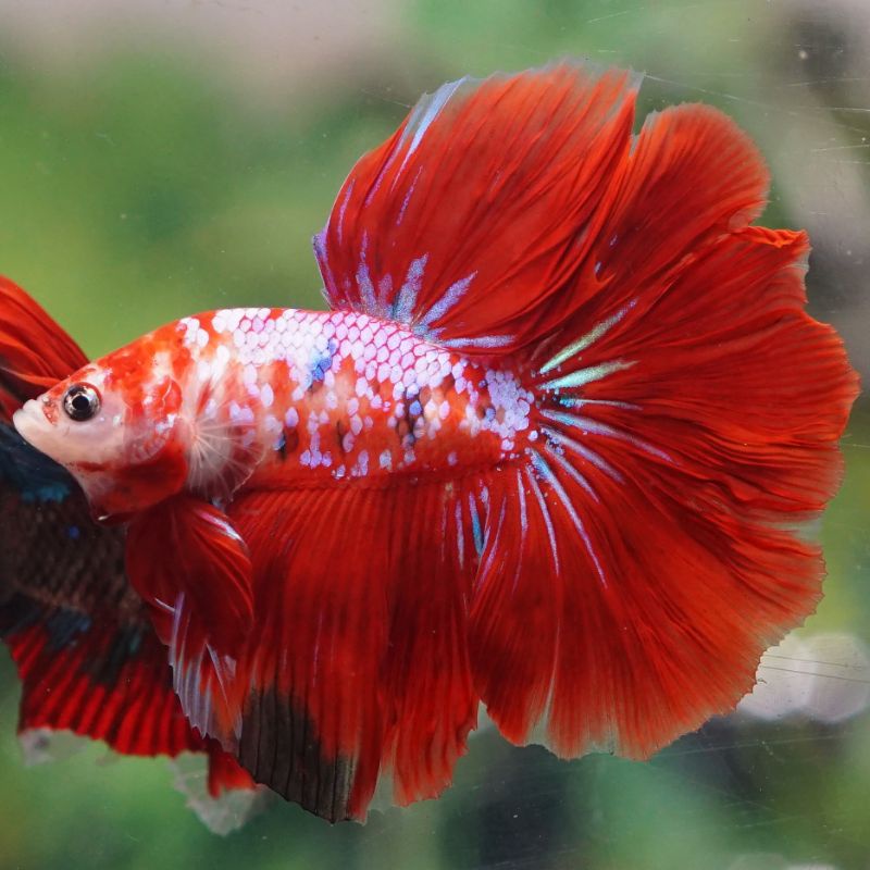 IKAN CUPANG BETTA HIAS HALFMOON PLAKAT SERIT DOUBLETAIL DUMBO EAR BANJILABETTA