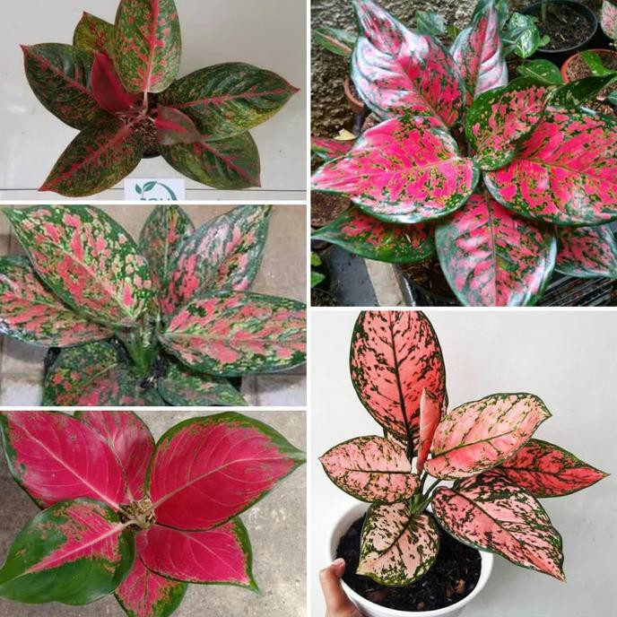 5 Tanaman Hias Aglonema Stardust,Venis,Kochin,Valentin,Dud Anjamani