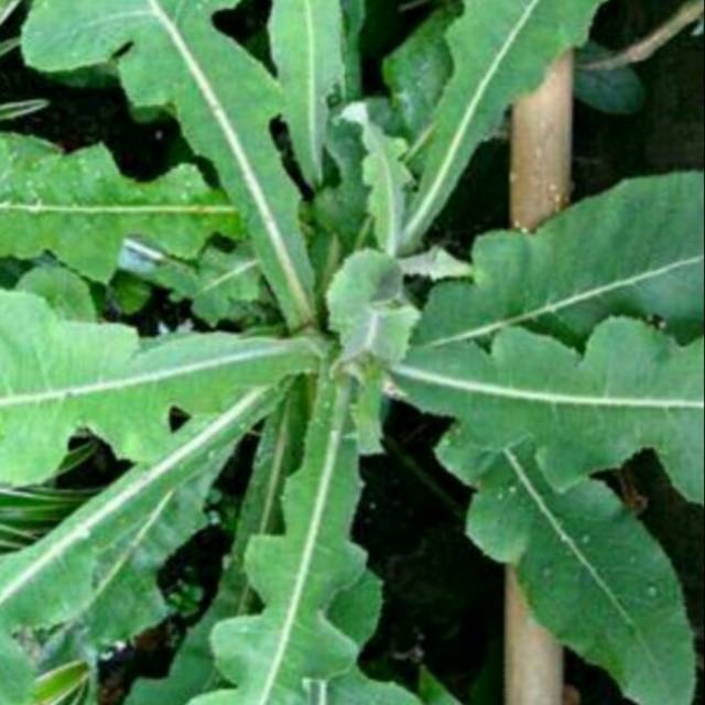

Daun lempuyung atau tempuyung segar