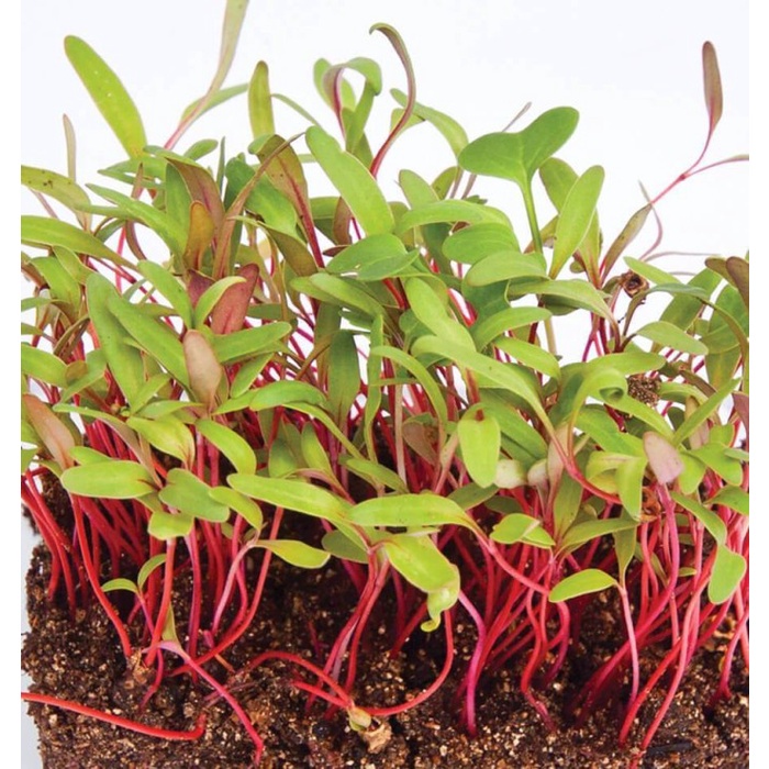 Benih-Bibit Swiss Chard Microgreens Ruby Red (Haira Seed)