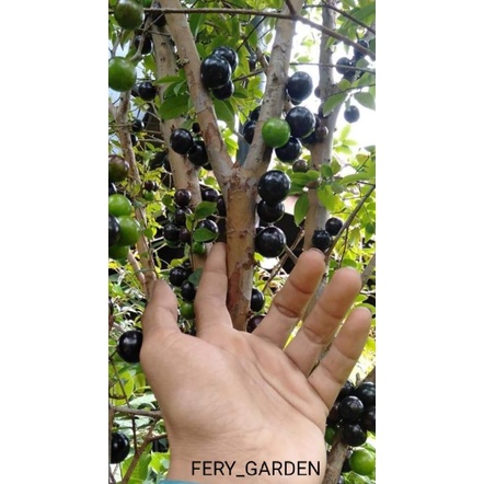 Bibit anggur brazil PRECO stek // rimbun//istimewa