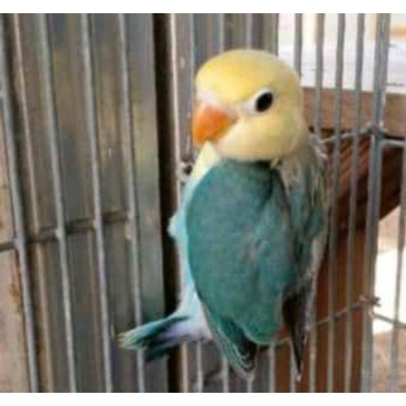 burung love bird pb pilihan