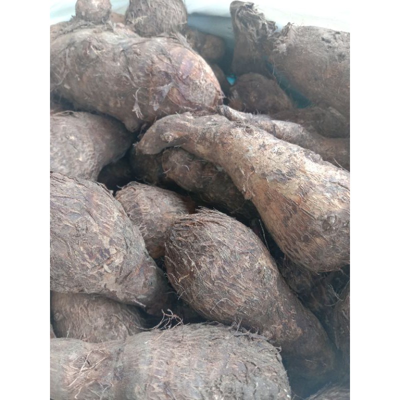 

jual umbi talas.1000grm