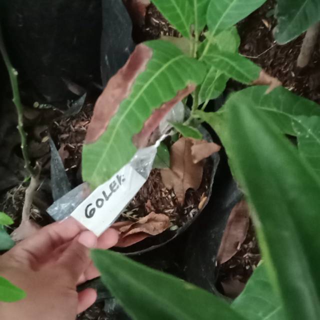 

Mangga golek