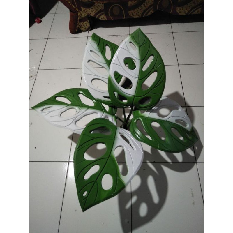 Daun Janda Bolong
