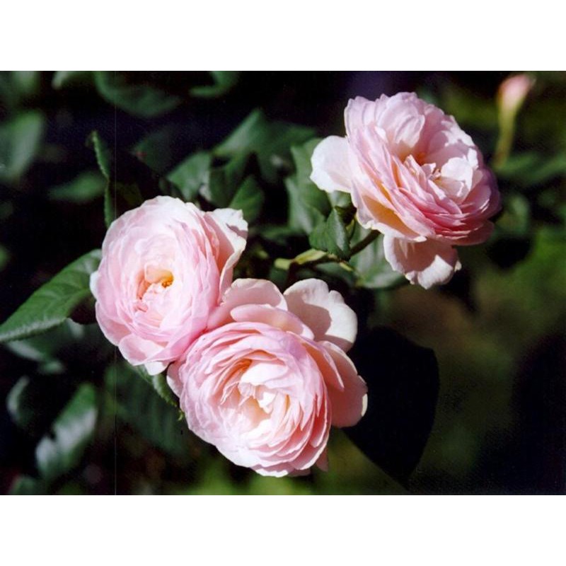 Tanaman Mawar Baby Rose