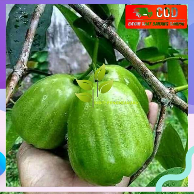 Bibit buah jambu kiyojok super manis