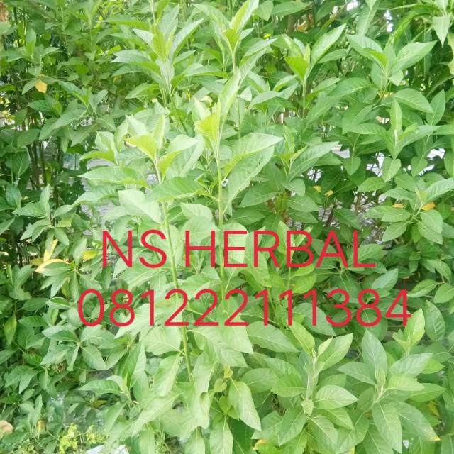 Daun afrika bibit stek batang
