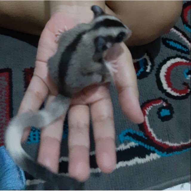 Sugar Glider Joey Low Mozaik Ringtail