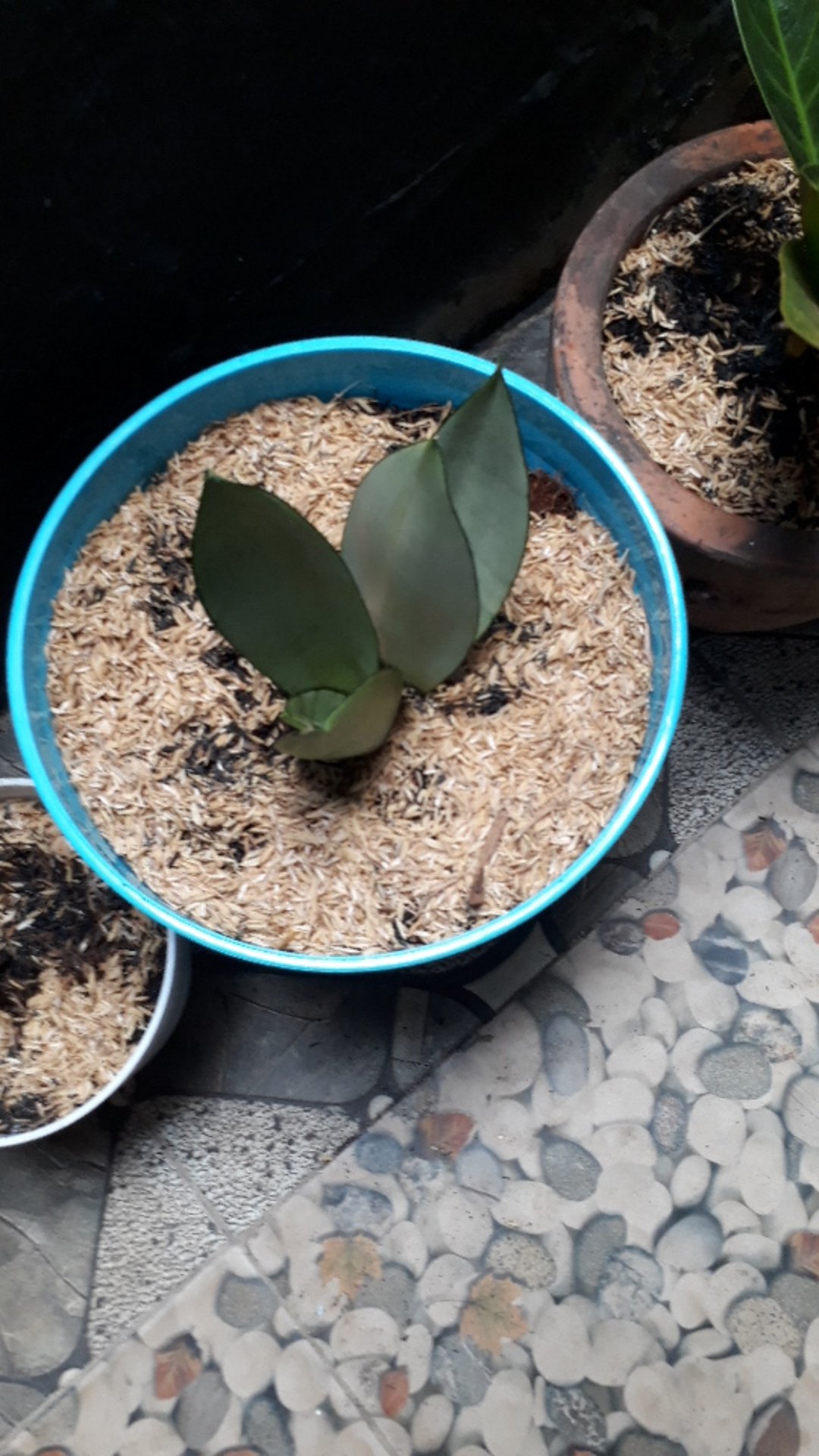 Sanseviera Moon Shine Lidah Mertua Mousen Tanaman Indoor - Nabata