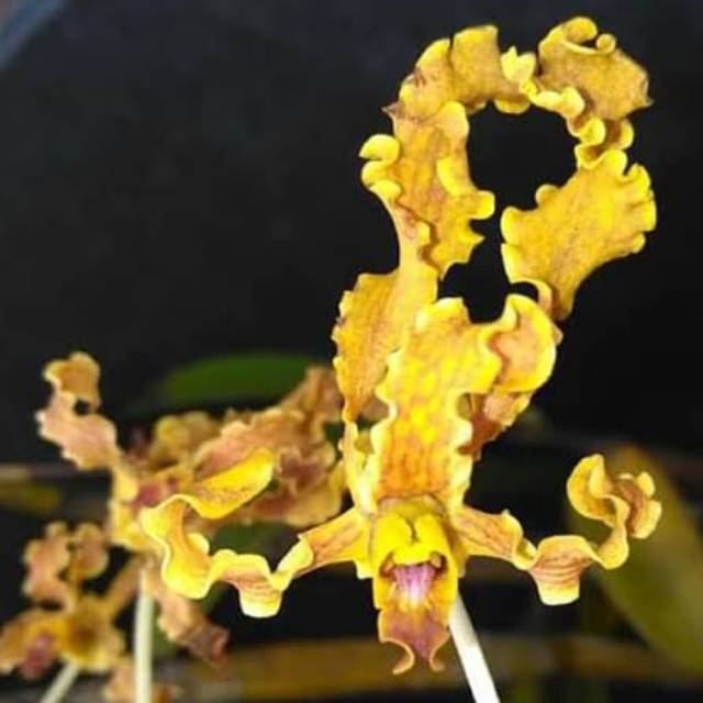 Anggrek dendrobium discolor merahuke keki remaja