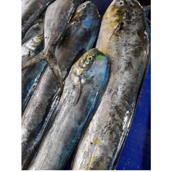 

ikan belitung