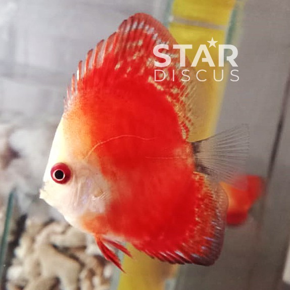 Discus Red Crystal Bulldog ukuran 4,5 cm - Special for collector only