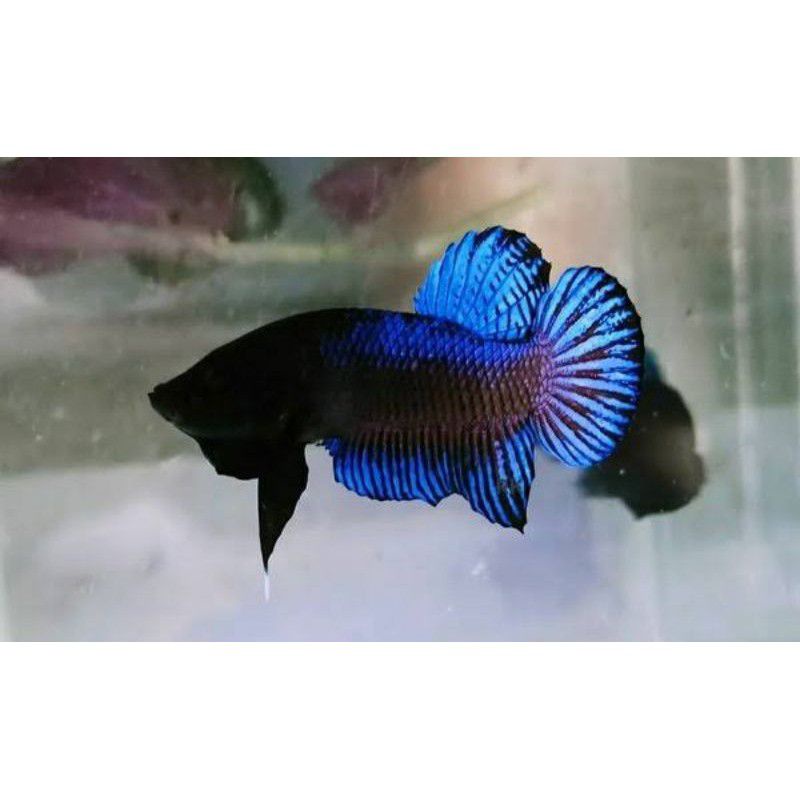 IKAN CUPANG BAGAN S++