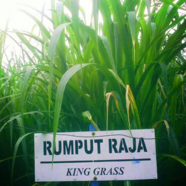 50 Benih rumput gajah oke