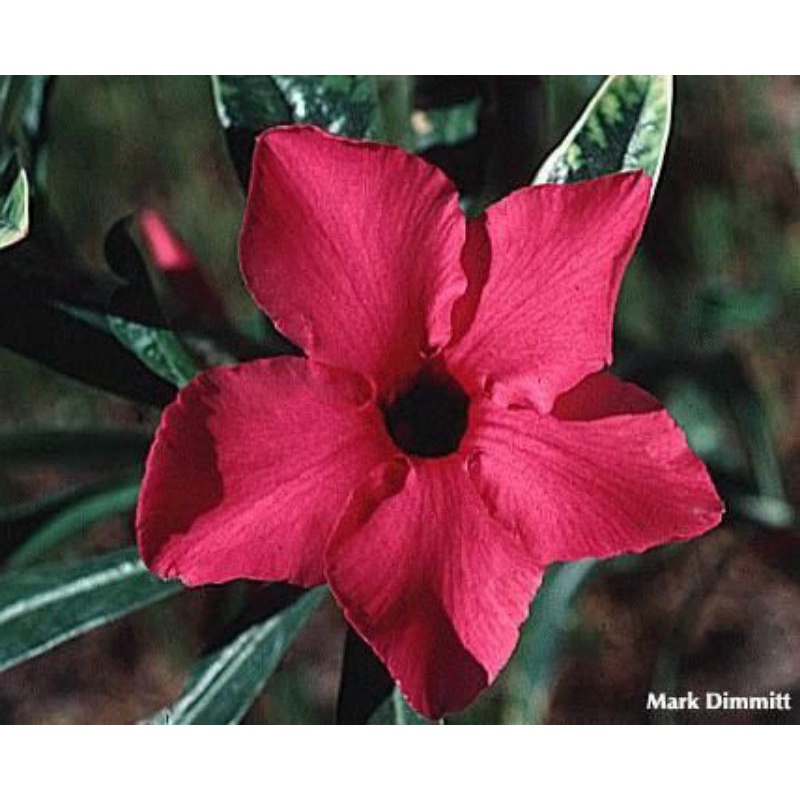 Tanaman hias hidup adenium obesum red flow - tanaman adenium - bunga hias adenium - bunga hidup aden