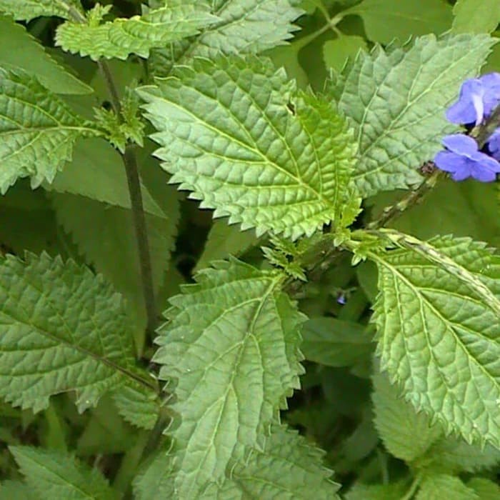 

restukuonline DAUN PECUT KUDA 100 Gram