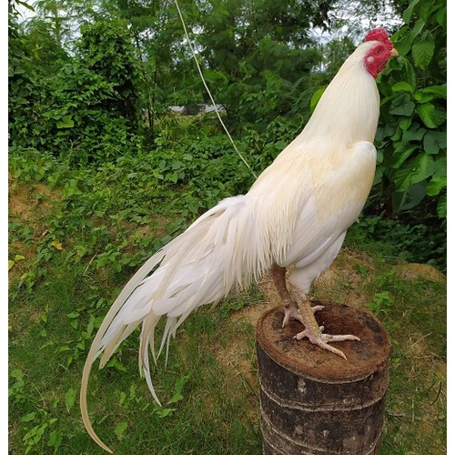 

TELUR AYAM BANGKOK NASIONAL FERTIL ASLI UNTUK TERNAK