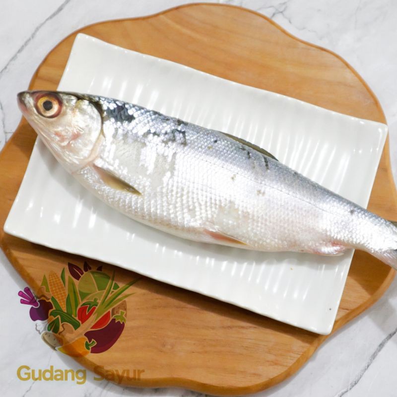 

Gudang Sayur - Ikan Bandeng Segar 500 Gram