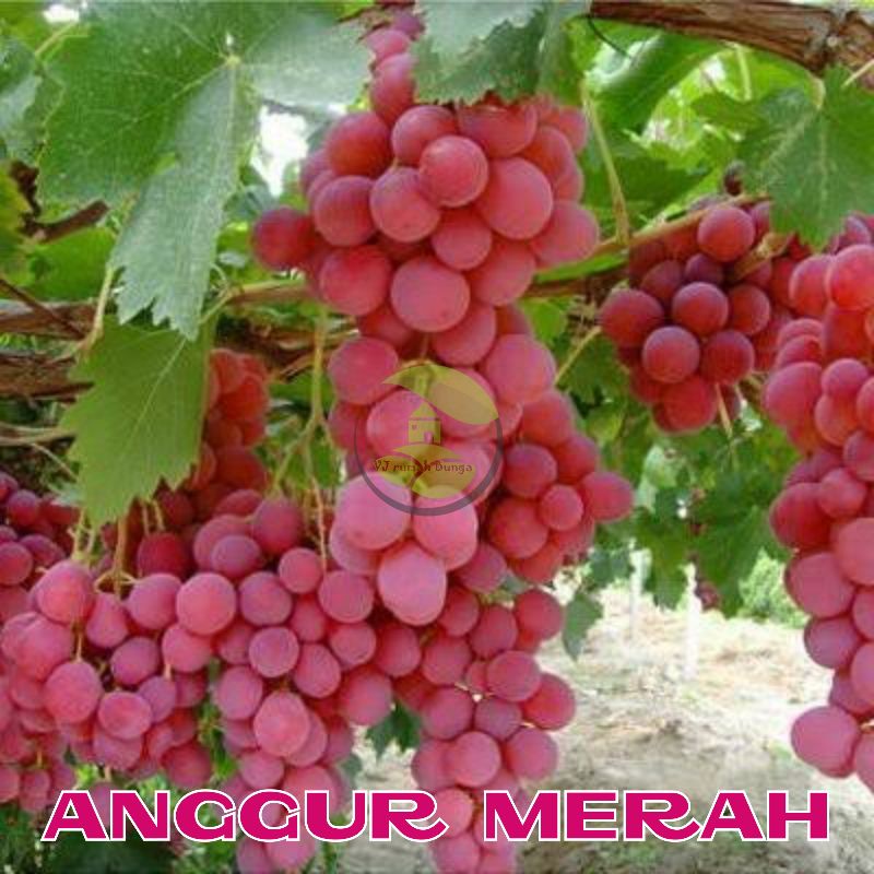 Benih Bibit Buah Anggur Merah Unggul